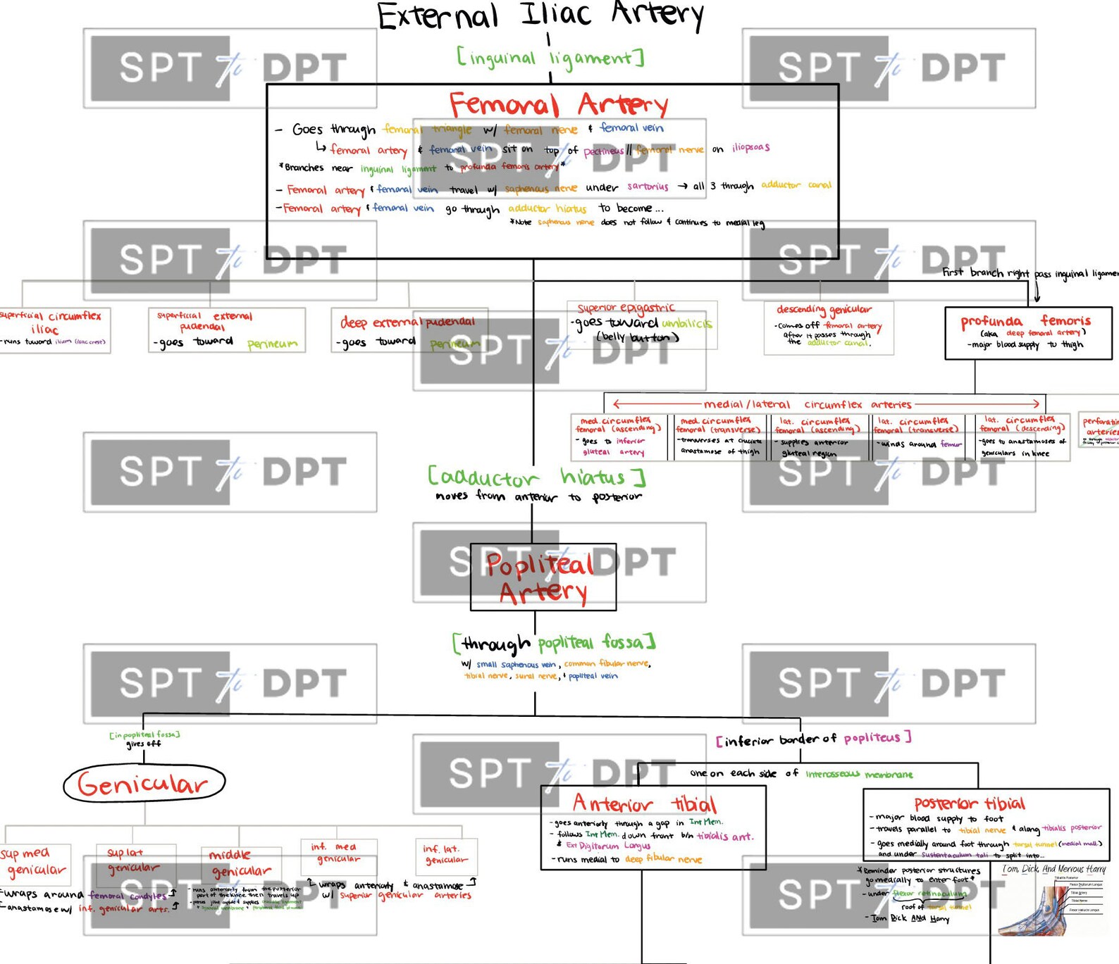 Lower Extremity: Study Bundle Pack, Study Guide, Guide Sheet, Cheat ...
