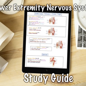 May include: A digital study guide for the lower extremity nervous system. The guide includes diagrams of the muscles and nerves of the leg and foot, along with descriptions of their functions. The guide is titled "Lower Extremity Nervous System Study Guide".