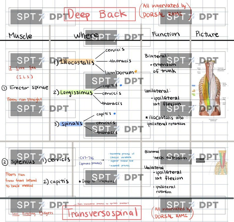 Back Muscles & Spinal Cord Study Guide: Anatomy Reference (digital ...