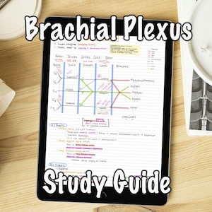 Upper Extremity: Brachial Plexus Study Guide, Guide Sheet, Cheat Sheet, Reference Guide | Digital Download