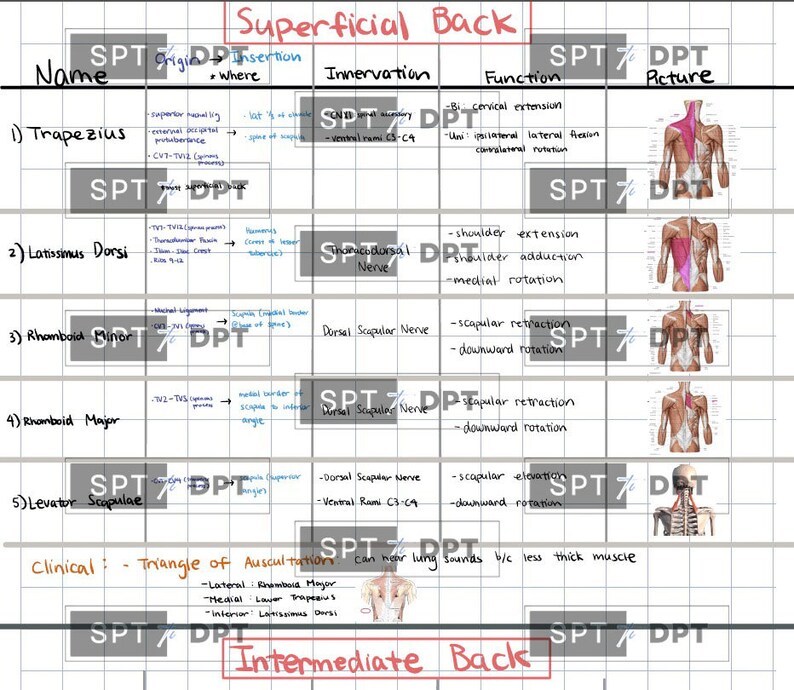 Muscle Inervations Back Muscles & Spinal Cord Study Guide: Anatomy Reference (digital ...