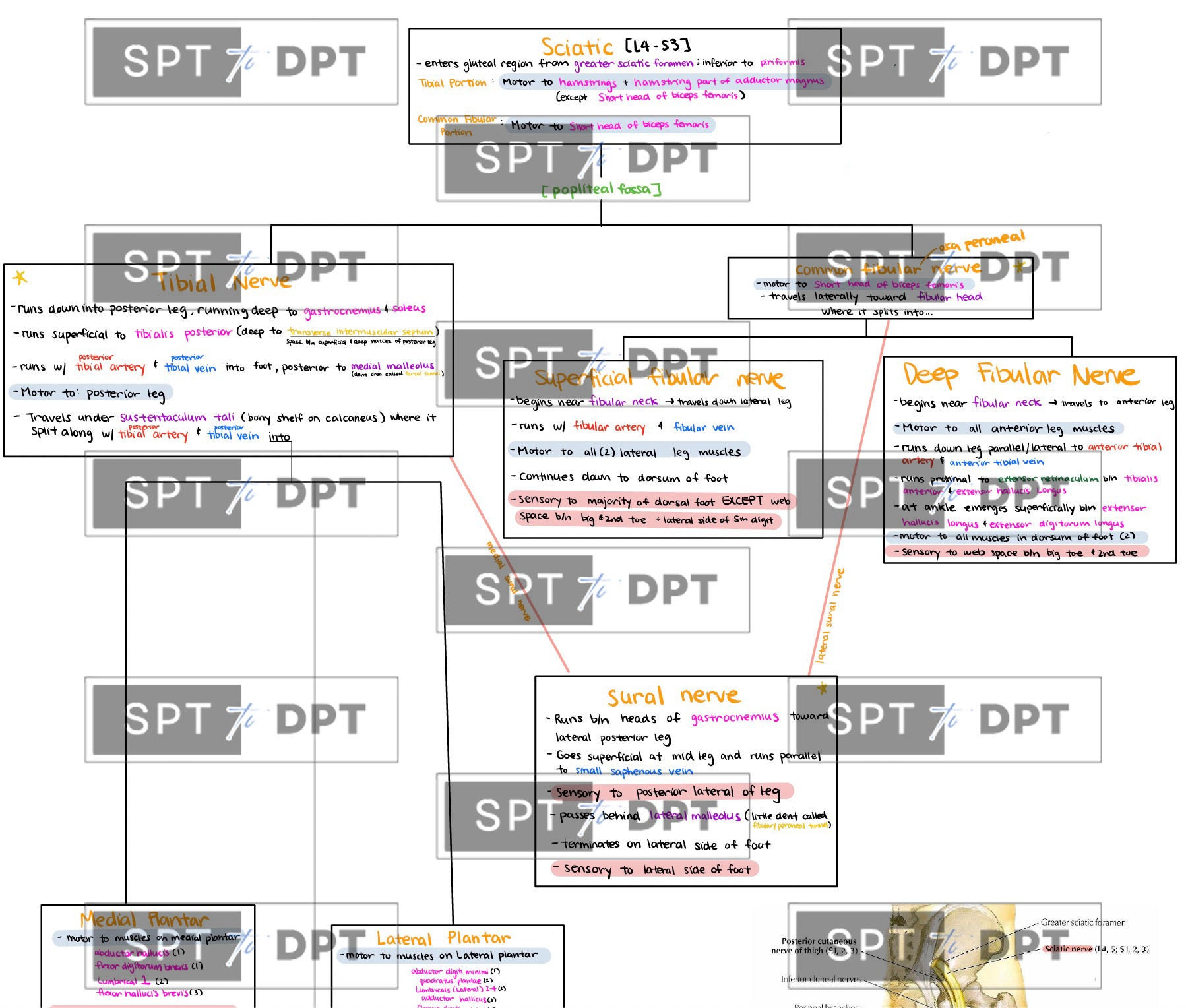 Lower Extremity: Study Bundle Pack, Study Guide, Guide Sheet, Cheat ...