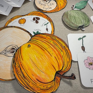 Apfel-Lebenszyklus Handwerk Färbung, Apfelbaum Lebenszyklus faltbar, Homeschool-Lernen, Kinder-Wissenschaftsprojekt, Ablaufaktivität Waldorf-Schule