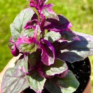 variegated purple passion plants