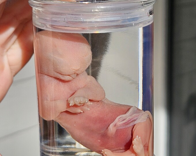 Feline Fetus Wet Specimen Etsy