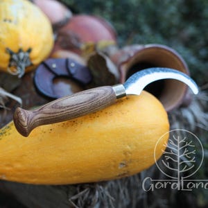 Puede incluir: Un cuchillo curvo con una hoja de acero inoxidable y un mango de madera descansa sobre una calabaza amarilla. El cuchillo tiene una hoja curva y un mango de madera. Una funda de cuero marr&oacute;n es visible en el fondo, junto con otras calabazas.