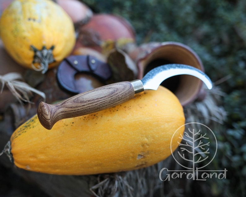 Puede incluir: Un cuchillo curvo con una hoja de acero inoxidable y un mango de madera descansa sobre una calabaza amarilla. El cuchillo tiene una hoja curva y un mango de madera. Una funda de cuero marr&oacute;n es visible en el fondo, junto con otras calabazas.