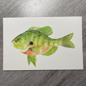Watercolor Bluegill Postcard 4x6 in., freshwater fish, lake, river - blank postcard - note to dad, friend - fisherman - nature, wildlife art