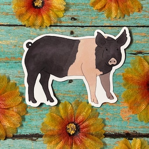 Hampshire Pig Fridge Magnet - Flexible Vinyl magnet - Pig Magnet - Original Art - Homesteader - Pig Lover Gift - British Saddleback Pig
