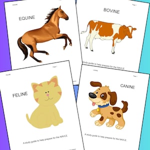Canine, Feline, Bovine & Equine Combo Vet Med Study Guides for the NAVLE