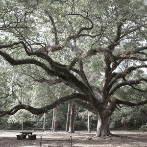 Peaceful Place in Cadillac Park Canvas Wall Art