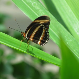 Puede incluir: Una mariposa negra, marrón y blanca con alas rayadas descansa sobre una hoja verde.