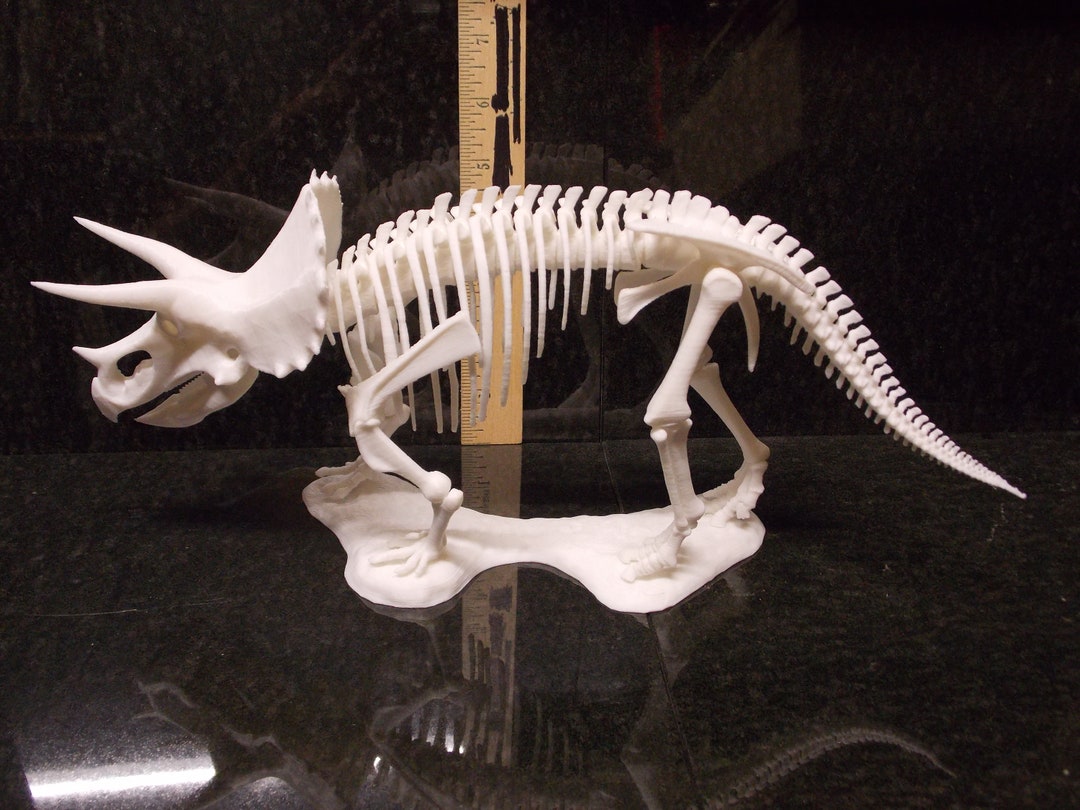 Triceratops Skeleton 3d Printed 13 Inches Long - Etsy