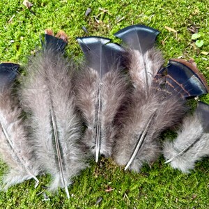May include: A collection of five feathers featuring fluffy grey downy bases and smooth, dark grey to black tips. Some feathers display subtle brown and tan banding near the ends, with a central quill running through each individual plume.