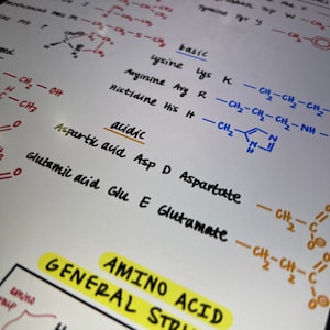 May include: A handwritten chart with the general structure of an amino acid, including the amino group, carboxyl group, and side chain. The chart also lists the names and abbreviations of different amino acids, categorized as basic, acidic, and neutral.