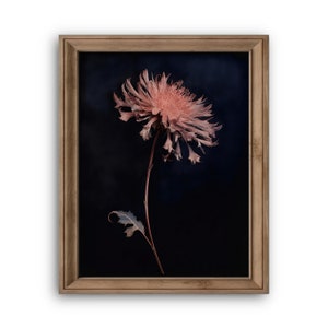 Dark Moody Flower, Gothic Floral Wall Art, Botanical Painting, Dark Floral Decor, Digital Download, Printable Dark Academia Wall Art image 6
