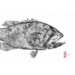 Dhufish - Gyotaku Print - Reproduction Print on Fine Art Paper - Traditional ocean art by Colin Bartley