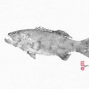 Bar Cheek Coral Trout - Black Gyotaku -  Reproduction Print on Fine Art Paper - Traditional ocean art by Colin Bartley