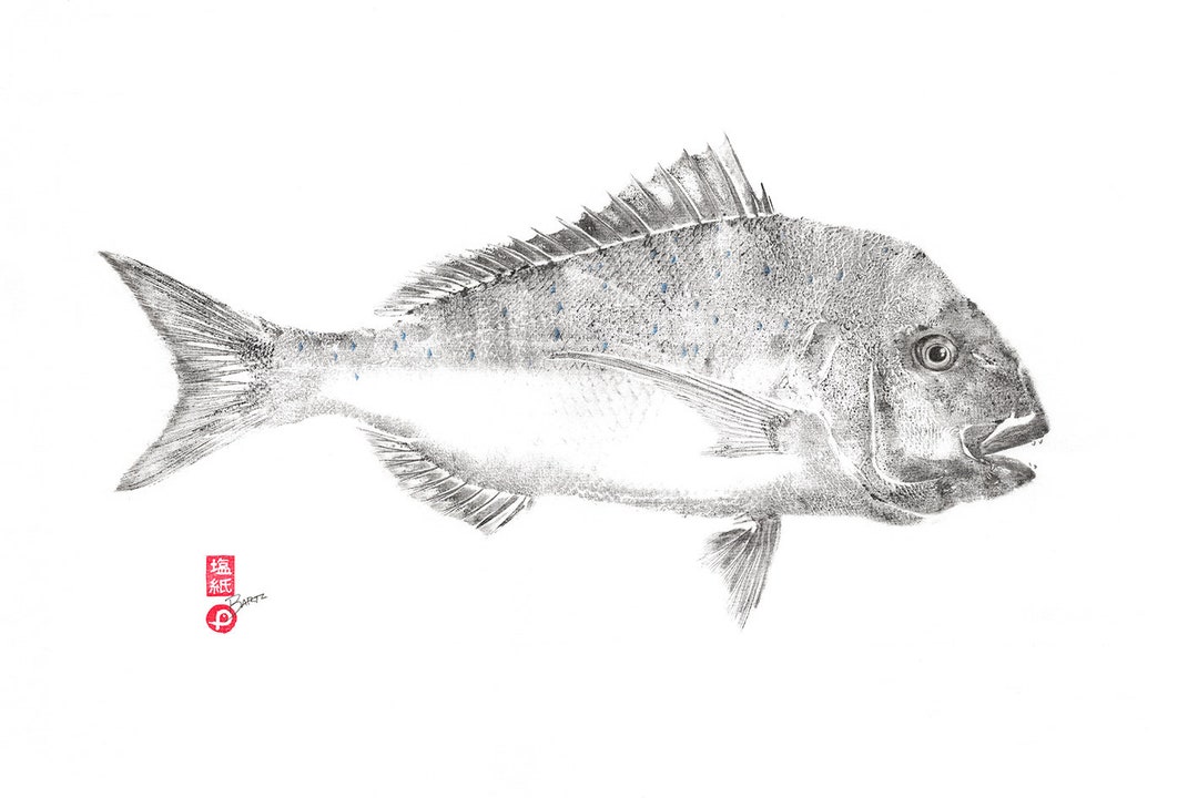 Pink Snapper Gyotaku Print: Fine Art Reproduction of Ocean Fish - Etsy