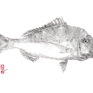 Pink Snapper Gyotaku Print - Reproduction on Fine Art Paper - Traditional ocean art by Colin Bartley