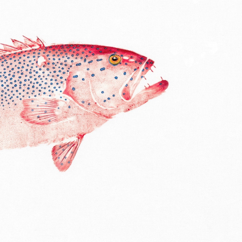 Bar Cheek Coral Trout Gyotaku Print Reproduction Cotton Etsy