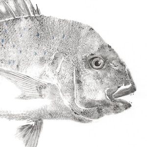 Stampa Gyotaku di Pink Snapper - Riproduzione su carta Fine Art - Arte tradizionale oceanica di Colin Bartley