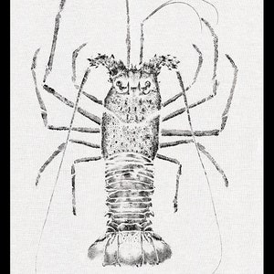 Aragosta gigante occidentale - Stampa Gyotaku nera - Riproduzione su carta Fine Art - Arte tradizionale oceanica di Colin Bartley