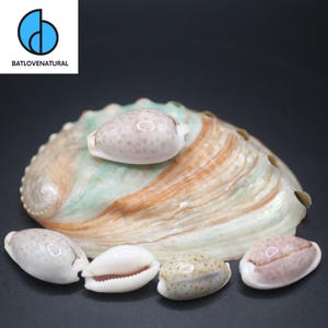 Cypraea Naria Seashell: Natural Beach Decor, Shell Art Supply