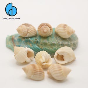 Puede incluir: Una colección de ocho pequeñas conchas marinas en espiral de color blanco roto con crestas texturizadas, dispuestas alrededor de una concha de abulón más grande e iridiscente en tonos verdes y azules. El logo BATLOVENATURAL aparece arriba a la izquierda.