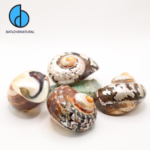 Sarmaticus Shells for Hermit Crabs - Decorative Tapestry Shells in Various Sizes by Batlovenatural