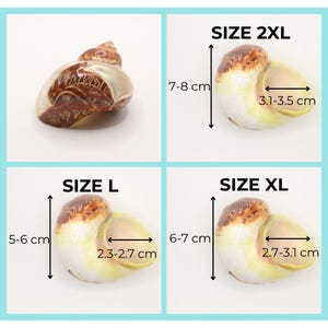 May include: Four seashell specimens in various sizes, each with dimensions labeled in centimeters. The shells range from 5-8 cm in height and 2.3-3.5 cm in width. The sizes are labeled as L, XL, and 2XL.