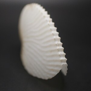May include: Close-up of a white seashell with a ridged, fan-like structure. The shell has a textured surface with wave-like patterns and a jagged edge. The background is a solid, dark grey.