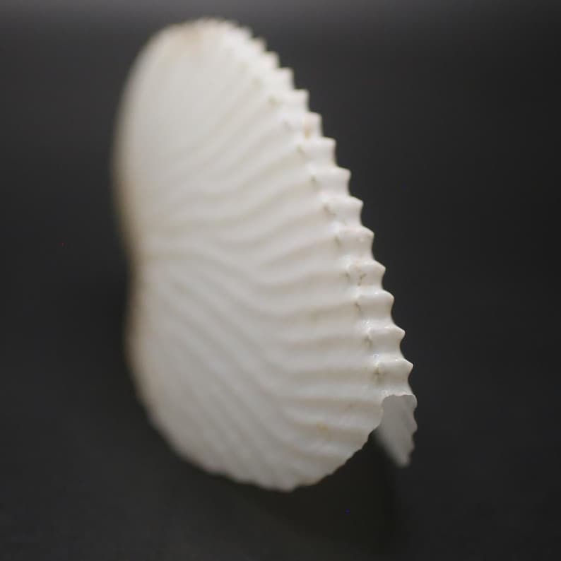 May include: Close-up of a white seashell with a ridged, fan-like structure. The shell has a textured surface with wave-like patterns and a jagged edge. The background is a solid, dark grey.