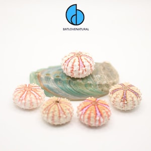 Puede incluir: Una colección de conchas de erizo de mar en varios colores, incluyendo blanco, rosa y naranja, dispuestas sobre una concha iridiscente verde y gris. Las conchas son redondas con rayas radiales. El logotipo "BATLOVENATURAL" está arriba.