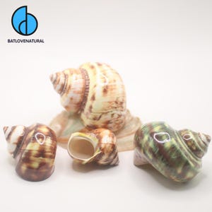 Conchas Turbo Pulidas - Concha de Cangrejo Ermitaño - Conchas decorativas en varios tamaños.
