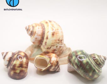 Polished Turbo Shells - Hermit Crab Shell - Decorative shells in various sizes.