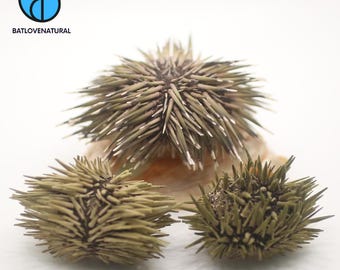 Spiny Sea Urchin Shell: Natural Beach Wedding Decor