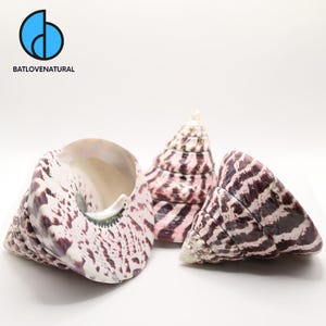 Tectus Niloticus Shells Decorative Shells in Various Sizes by Batlovenatural