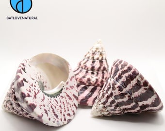 Tectus Niloticus Shells Decorative Shells in Various Sizes by Batlovenatural