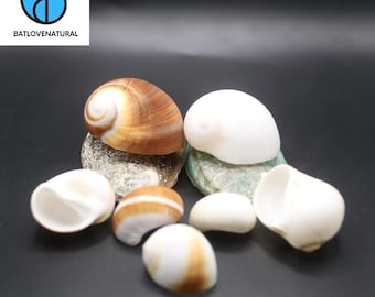 Natural Moon Snail Shell: Hermit Crab Home, Craft & Decor