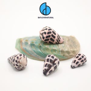 Puede incluir: Tres pequeñas conchas cónicas con una base rosa pálido y patrones de manchas rectangulares de color marrón oscuro, dispuestas alrededor de un fragmento de concha de abulón iridiscente verde y azul. El logo BATLOVENATURAL es visible arriba.