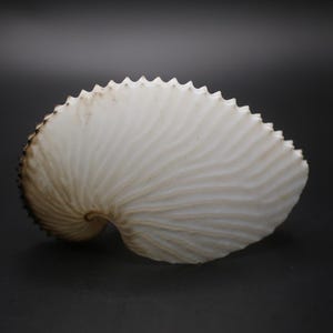 May include: A white nautilus shell with a spiral form and a textured surface. The shell has a scalloped edge and a dark brown rim. The interior of the shell has a series of parallel ridges.