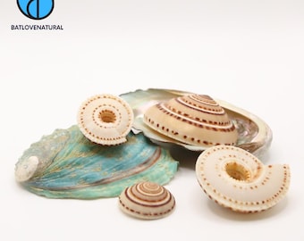 Architectonica Seashell: Natural Shell for Coastal Decor & Crafts
