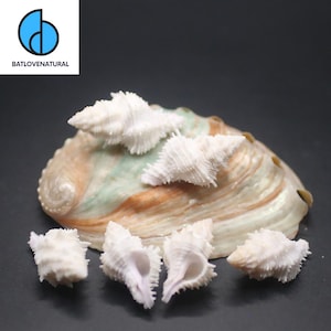 May include: A collection of white seashells and coral pieces arranged on a large, iridescent abalone shell. The image includes the text "BATLOVENATURAL" in a logo.