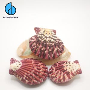 Gloripallium Pallium Sea Shells for Coastal Decor & Crafts, Natural Decorative Beach Shells in Various Sizes, Nautical Home Accents