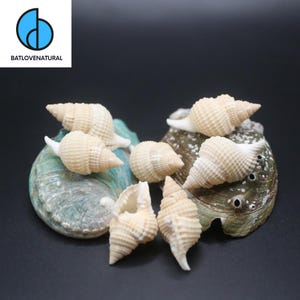 Distorsio Reticulatus Shell: Natural Snail Shell for Crafts & Decor