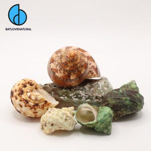 Multicolored Turbo Shells - BATLOVENATURAL - Decorative shells in various sizes - Beautiful snail shells