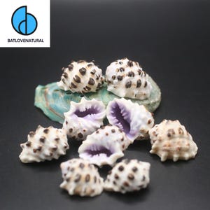 Puede incluir: Una colección de conchas marinas con exteriores moteados en blanco y marrón e interiores morados. Algunas conchas están abiertas, revelando el interior. La imagen incluye un logotipo que dice "BATLOVENATURAL".