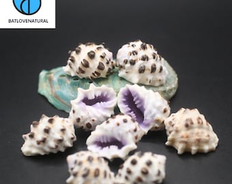 May include: A collection of seashells with white and brown speckled exteriors and purple interiors. Some shells are open, revealing the interior. The image includes a logo that says "BATLOVENATURAL".