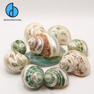 Turbo Spiral Shells for Hermit Crabs - Decorative Tapestry Shells in Various Sizes by Batlovenatural